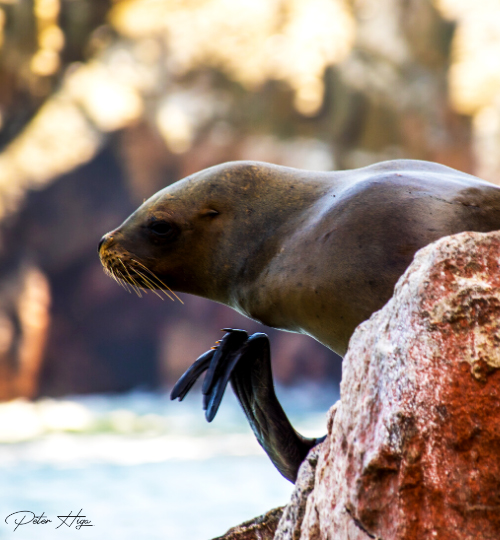 ecoturismo lobos marinos peru experiencias