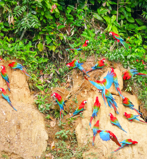 tambopata peru experiencias