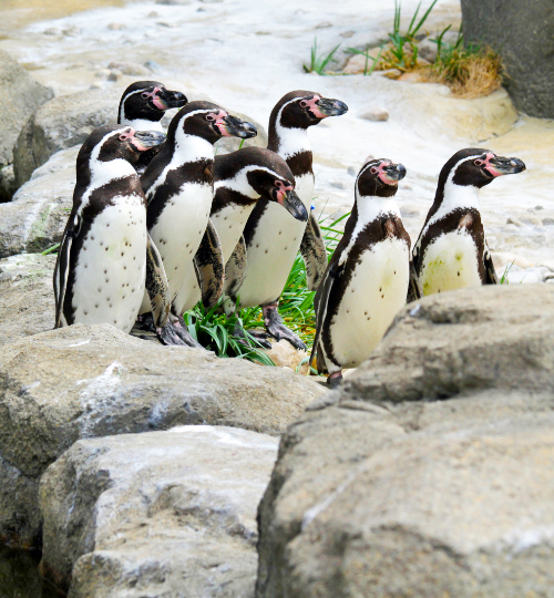 ecoturismo peru experiencias