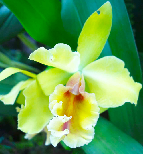 ecoturismo orquideas peru experiencias