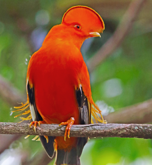 parque nacional del manu peru