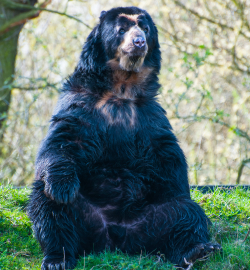 ecoturismo oso frontino peru experiencias