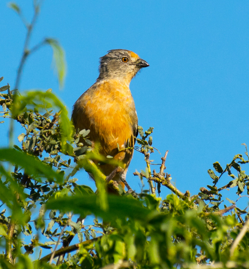 ecoturismo aves peru experiencias
