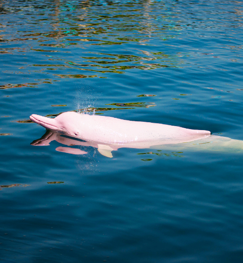 delfin rosado ecoturismo peru