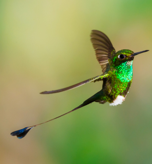 ecoturismo aves peru experiencias