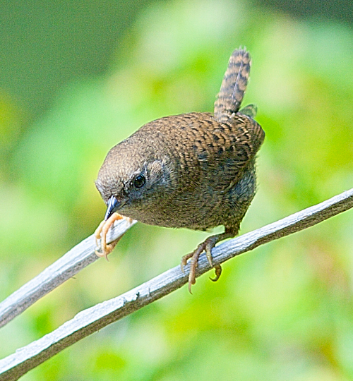 aves peru experiencias