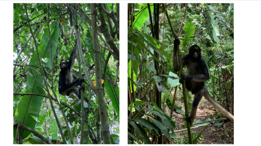 isla de los monos perú experiencias
