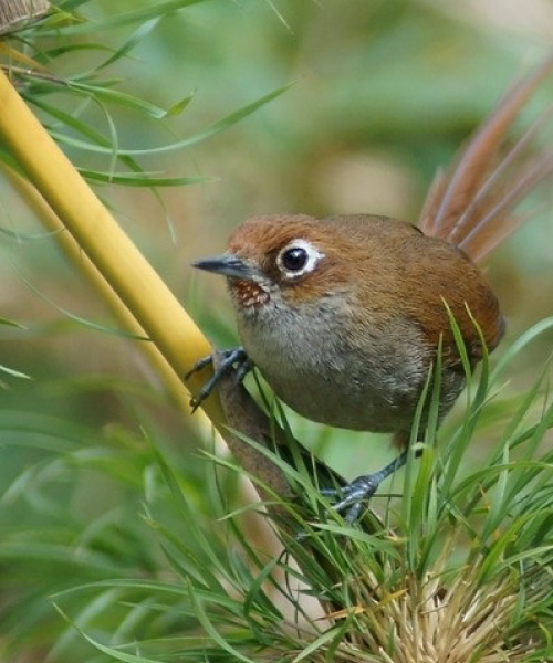 satipo road ecoturismo peru experiencias