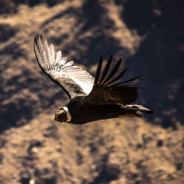 cañón del colca peru experiencias travel